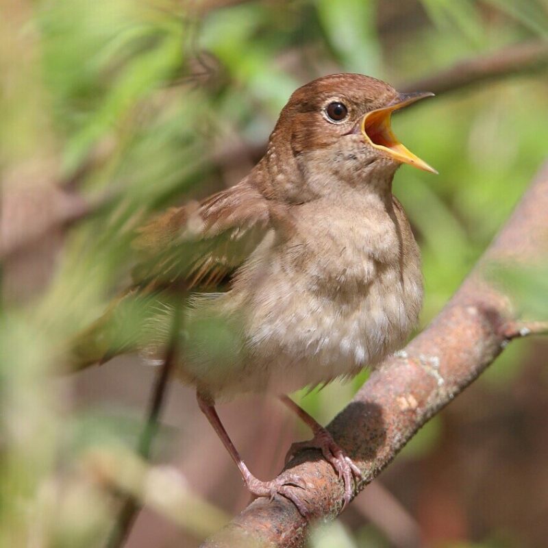Дзе паслухаць салаўёў у Гродне? Калі не знойдзеце самі - будзе экскурсія Дзе паслухаць салаўёў у Гродне? Калі не знойдзеце самі - будзе экскурсія