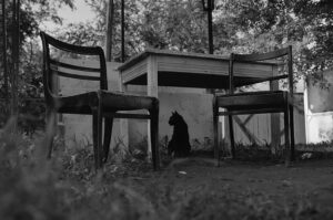 «Коткі горада Гродна» скараюць Маскву. Наталля Багдановіч і Сяргей Пушкін падрыхтавалі фотавыставу пра «сваякоў чалавека па кацінай лініі» «Коткі горада Гродна» скараюць Маскву. Наталля Багдановіч і Сяргей Пушкін падрыхтавалі фотавыставу пра «сваякоў чалавека па кацінай лініі»