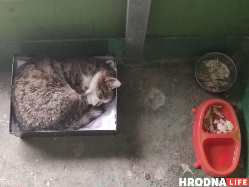 Знішчаюць па 40 у месяц. Колькі ў Гродне выдаткуюць на знішчэнне безнаглядных жывёл