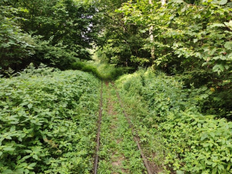 Котра, песчаные дюны и Святое болото. Под Гродно планируют запустить туристическую узкоколейку