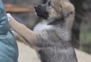 Забіў, бо не мог адвезці на вёску. Следчыя знайшлі жывадзёра, які зімой павесіў у Пышках сабаку