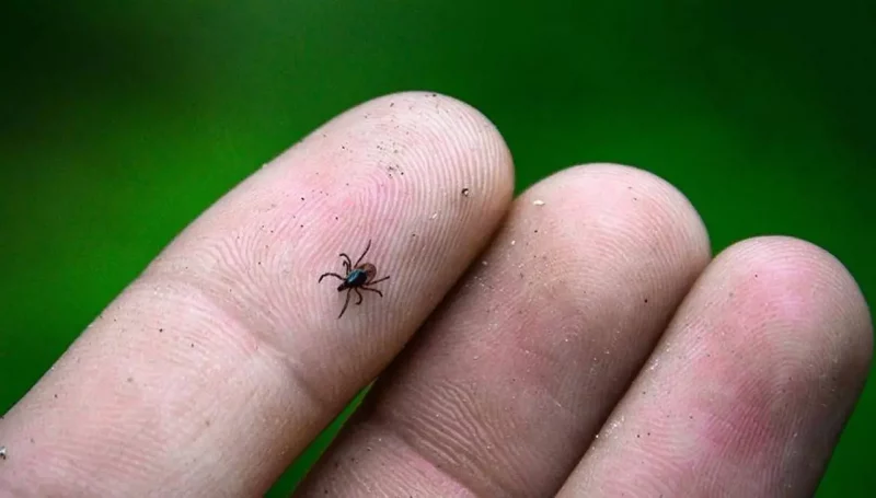Ад Паўднёвага да парку Жылібера. У траўні Гродна пачнуць апрацоўваць ад кляшчоў Клешч