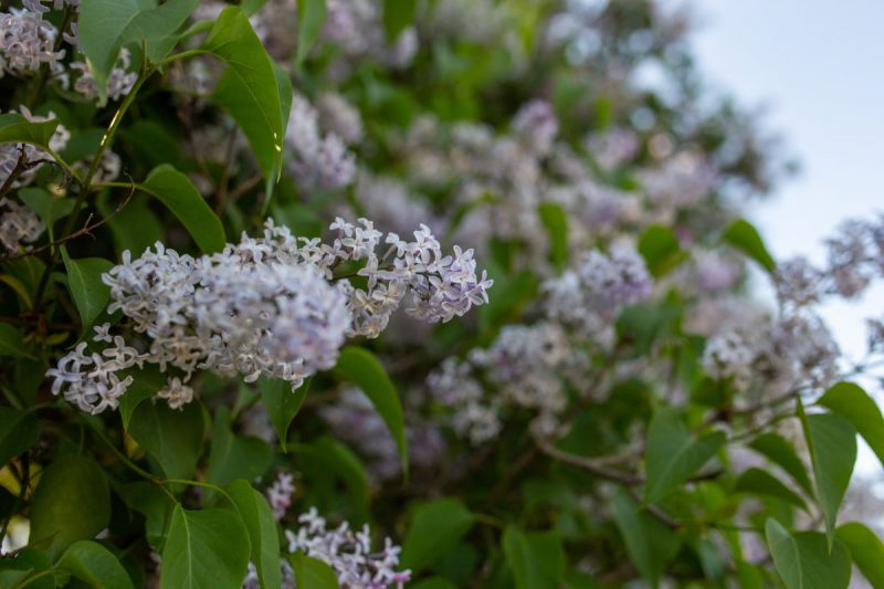 Ян і Цэцылія, плошча Герояў і беларускі Праванс: што хаваюць вёскі і мястэчкі над Нёманам