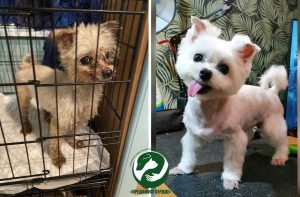 Гаспадыня карэліцкага гадавальніка патрабуе вярнуць ёй сабак. Зоаабаронцы лічаць, што гэта небяспечна, і звярнуліся ў Генпракуратуру Гаспадыня карэліцкага гадавальніка патрабуе вярнуць ёй сабак. Зоаабаронцы лічаць, што гэта небяспечна, і звярнуліся ў Генпракуратуру