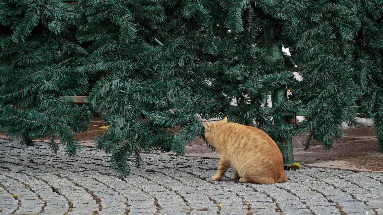 Восень у разгары, а ў Гродне ўжо рыхтуюцца да Новага года: усталёўваюць ёлкі і ілюмінацыю новый год елка на советской