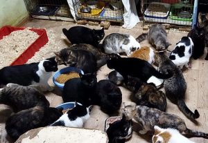 Гродзенскі пункт утрымання бадзяжных жывёл перапоўнены. Сілы валанцёраў - на мяжы магчымасцяў Гродзенскі пункт утрымання бадзяжных жывёл перапоўнены. Сілы валанцёраў - на мяжы магчымасцяў