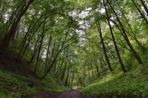Каралеўскія паркі і ахоўныя пасадкі. Топ-7 незнакамітых месцаў Гродна, дзе можна шпацыраваць летам 2023 Парк Панямунь