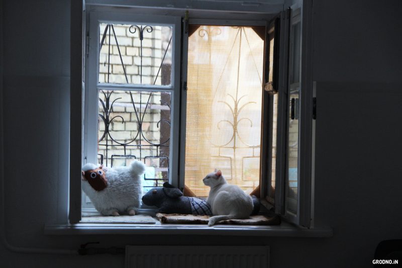 Гродзенскае котакафэ пераязджае. А вы наогул ведалі пра яго існаванне?