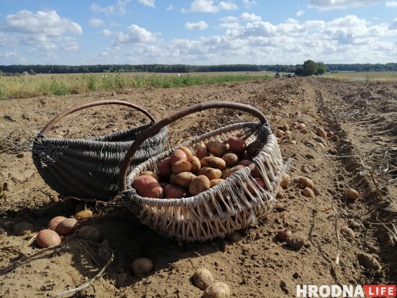 Увосень у беларусаў будуць вялікія выхадныя: калі пераносы бульба