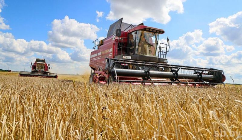 Камбайн у полі падчас уборачнай кампаніі. Часта махінацыі, крадзеж і карупцыя ў сельскай гаспадарцы звязаны з уборкай ураджаю
