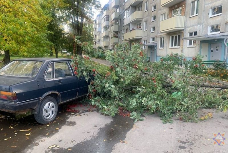 Шквалісты вецер у Гродзенскай вобласці ламаў дрэвы - МНС выязджала іх убіраць