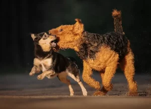 Кот-дармаед паўдзельнічаў у акцыі пратэсту ў Гродне Сабакі Кацярыны Кастрыцкай.
