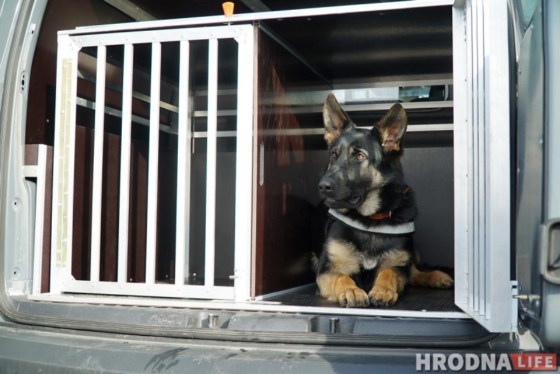 Сабака беларускі паправіўся на 3 кг. Гэта выклікала пытанні на мяжы - склалі пратакол Собаки на границе.