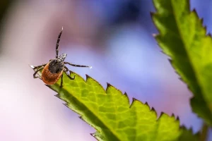 іксодавыя кляшчы ў Гродне