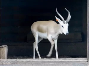 Гродзенскі заапарк. Жывёлы