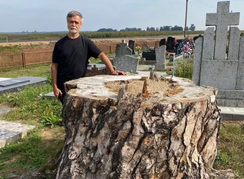 Пад Лідай спілавалі жывую 300-гадовую сасну, якая прэтэндавала на статус помніка прыроды Сяргей Шакала побач з спілаваным дрэвам.