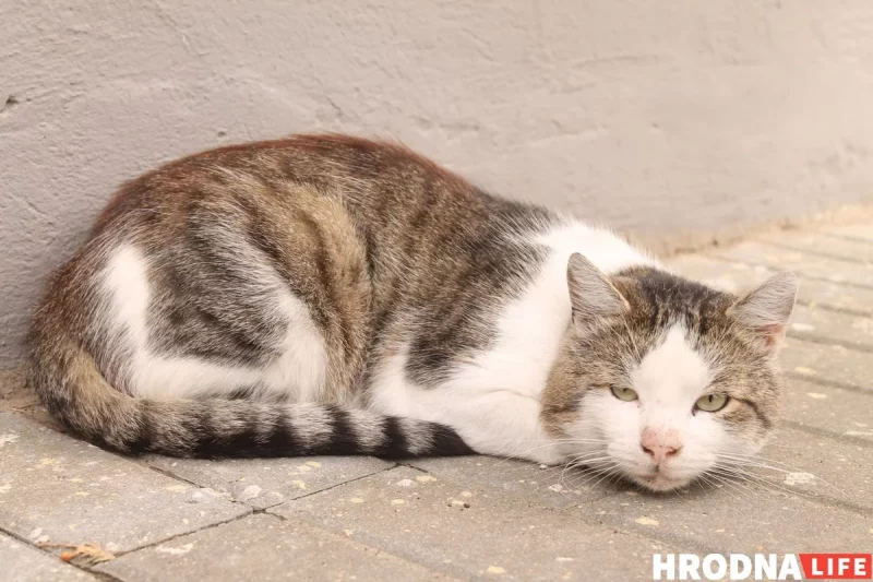 Кот на вуліцы Гродна. Фота ілюстратыўнае з архіва Hrodna.life