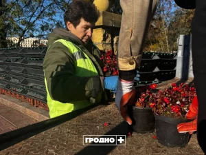 У Гродне прыбіраюць вертыкальнае азеляненне. Фота: "Гродна Плюс"