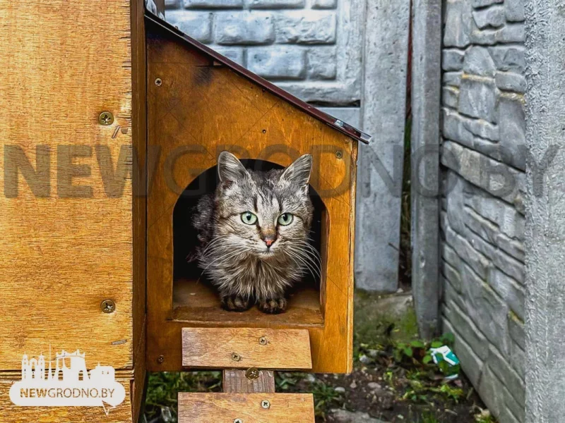 Домік для катоў пад Гроднам. Фота: NewGrodno.by
