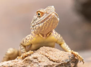 Гродзенскаму заапарку перадалі гекона: яго знайшлі ў скрыні з садавінай Гродзенскаму заапарку перадалі гекона: яго знайшлі ў скрыні з садавінай