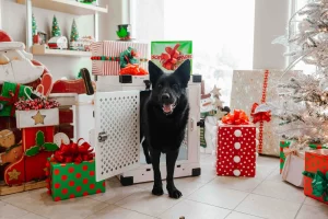 сабака падарункі