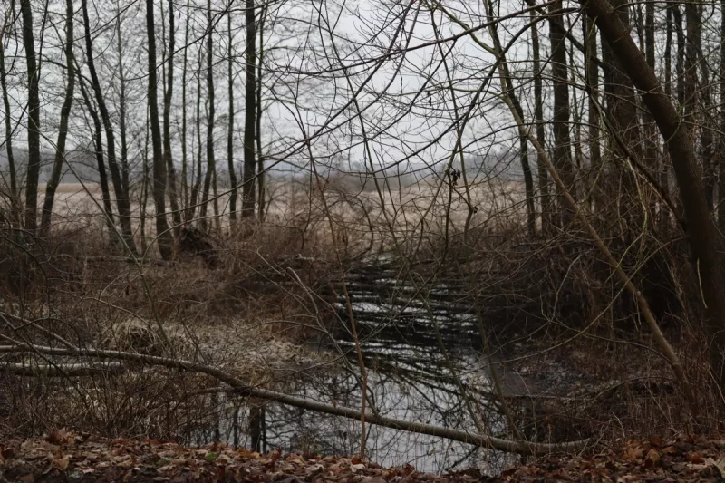Belovezhskaya Pushcha. Photo: Hrodna. life / MOST