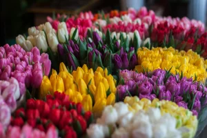кветкі, цюльпаны да свята