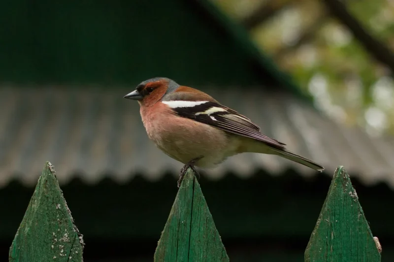 Птушка. Ілюстрацыйнае фота unsplash.com