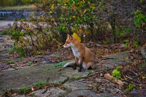 У Гродна заходзіць усё больш ліс. Спецыялісты патлумачылі чаму