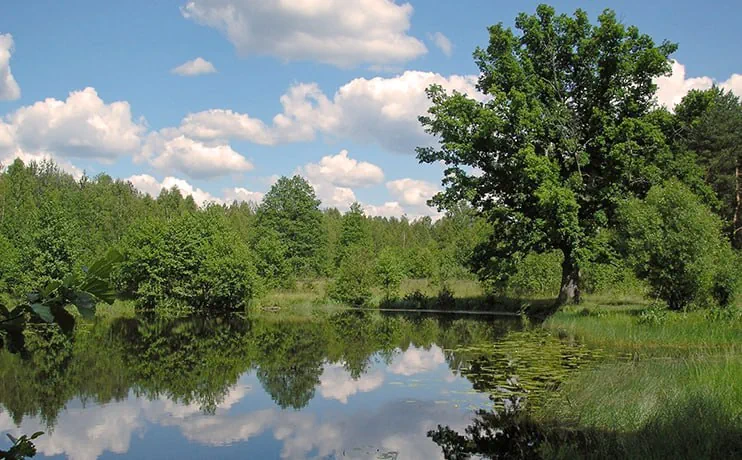Белавежская пушча. Фота з сайта Нацыянальнага парку «Белавежская пушча»