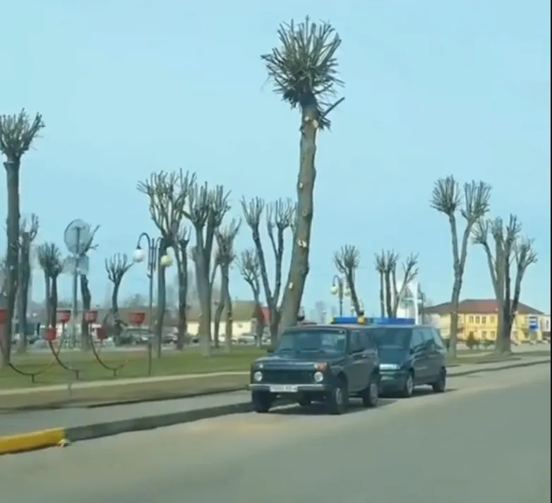 Абрэзаныя дрэвы ў Іўе