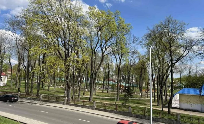 Гарадскі парк у Ваўкавыску, абрэзка дрэваў