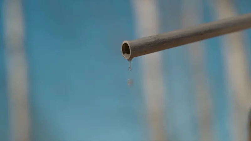 Здабыча бярозавага соку. Фота: Hrodna.life / MOST