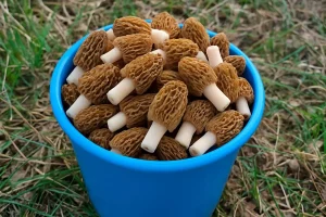 Пакуль дома - сартуй смецце. Як гэта рабіць? Пакуль дома - сартуй смецце. Як гэта рабіць?