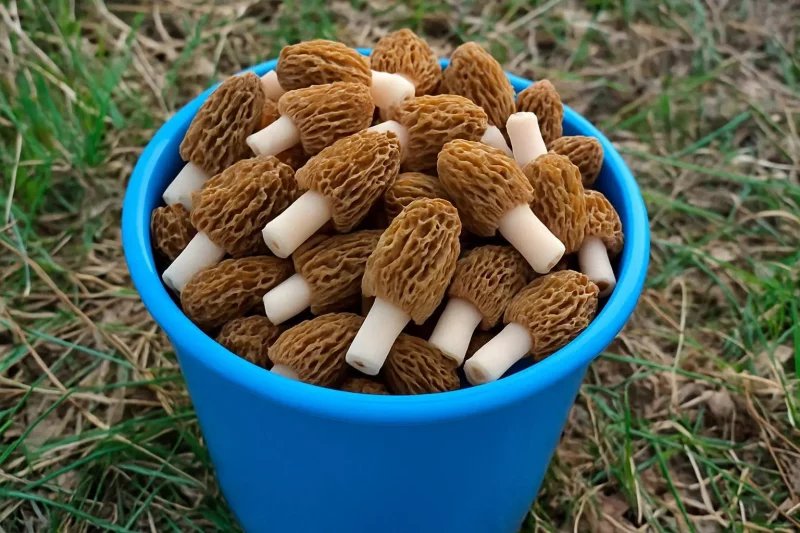 Гродзенцы адкрылі грыбны сезон. Дзе ў вобласці шукаць смаржкі і іншыя грыбы?