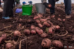 У Беларусі праблемы з пакупкай еўра: прадаюць з абароту, могуць спытаць пашпарт бульба картошка гародніна рынак сельская гаспадарка калгасы фермы