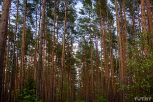 Лес каля вёскі Калеты, 2020 год. Фота: TUT.BY