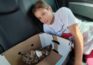 Беларус выратаваў параненую вушастую саву - цяпер яна жыве ў яго дома на ператрымцы Беларус выратаваў параненую вушастую саву - цяпер яна жыве ў яго дома на ператрымцы