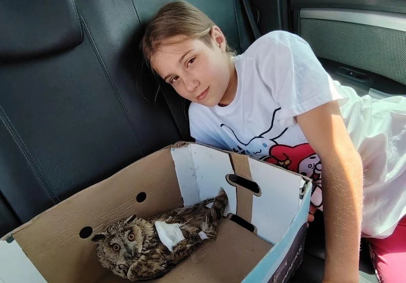 Беларус выратаваў параненую вушастую саву - цяпер яна жыве ў яго дома на ператрымцы