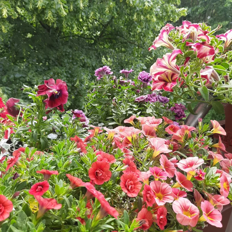 Агарод на балконе Вольгі. Фота прадстаўленыя гераіняй