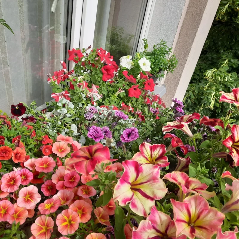 Агарод на балконе Вольгі. Фота прадстаўленыя гераіняй