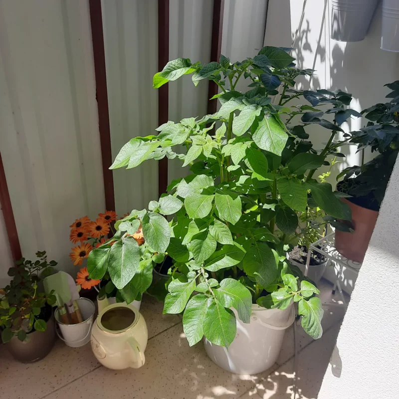 Агарод на балконе Вольгі. Фота прадстаўленыя гераіняй