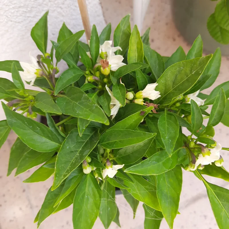 Агарод на балконе Вольгі. Фота прадстаўленыя гераіняй