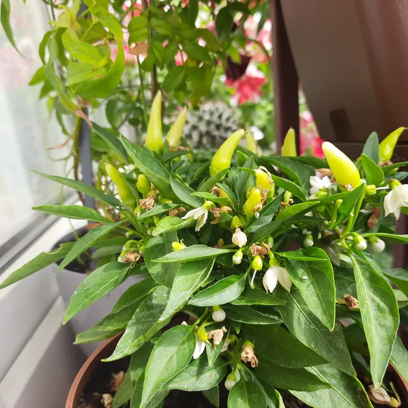 Агарод на балконе Вольгі. Фота прадстаўленыя гераіняй