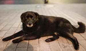 Даведаліся, дзе цяпер гродзенскі інстаграмны сабака Барон, на якога выклікалі адлоў