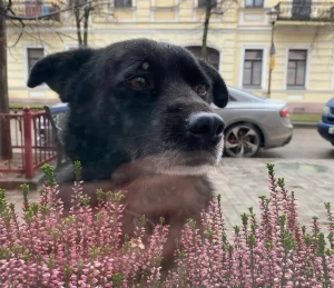 Сабака Барон. Фота: Instagram-акаўнт сабакі