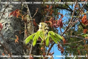 У Гродне зноў зацвілі каштаны — другі раз за год. Гэта прыгожа, але шкодзіць ім