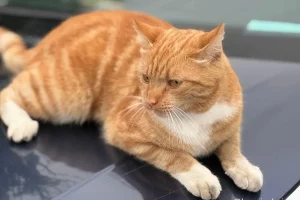 У Гродне з'явілася новая знакамітасць - рыжы кот