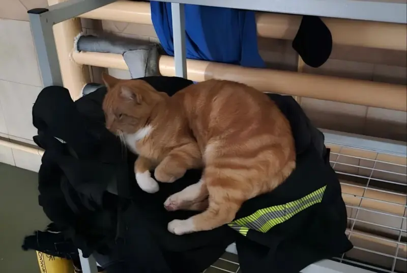 кот