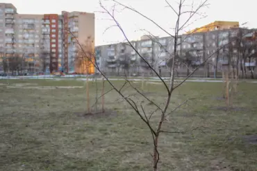 “Азеляненне — дарагая і сістэмная работа”. 5 спосабаў (не) пасадзіць дрэвы ў Гродне, Брэсце, Магілёве і па ўсёй Беларусі